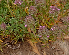 Thymus munbyanus