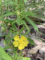 Hibbertia linearis
