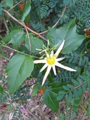 Passiflora herbertiana