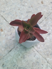 Echeveria rosea