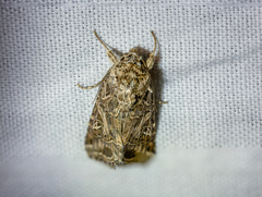Spodoptera littoralis