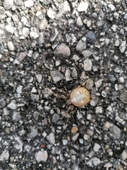 Araneus quadratus