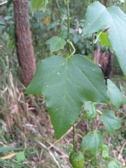 Passiflora herbertiana