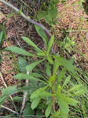Solidago squarrosa