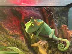 Chamaeleo calyptratus