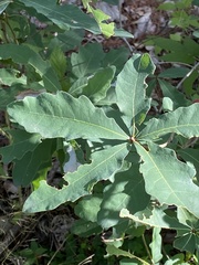 Quercus prinoides