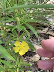 Hibbertia linearis