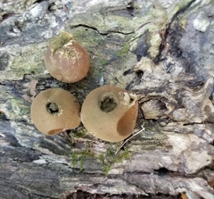 Apioperdon