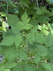 Rubus flagellaris