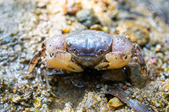 Sarmatium germaini
