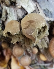 Apioperdon