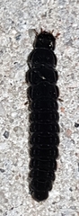 Elateroidea