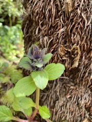 Ajuga