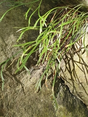 Asplenium septentrionale