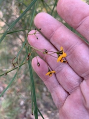 Daviesia wyattiana