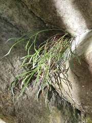 Asplenium septentrionale