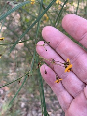 Daviesia wyattiana