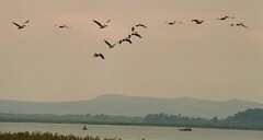 Pelecanus onocrotalus