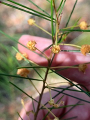 Acacia juncifolia