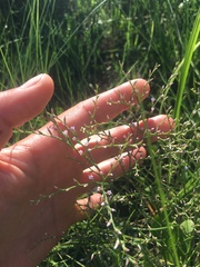 Limonium carolinianum