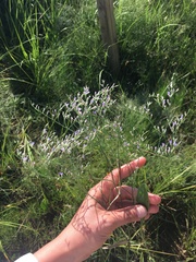 Limonium carolinianum