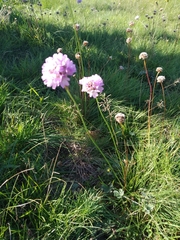 Armeria maritima elongata