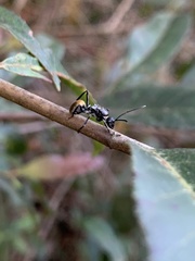 Polyrhachis ammon
