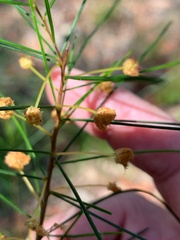 Acacia juncifolia