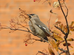 Bombycilla garrulus