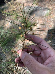Acacia juncifolia