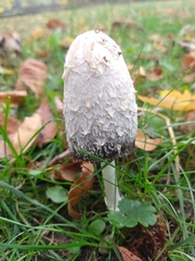 Coprinus comatus
