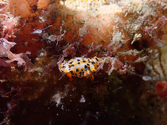 Thecacera pennigera