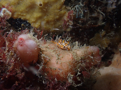 Thecacera pennigera