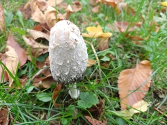 Coprinus comatus
