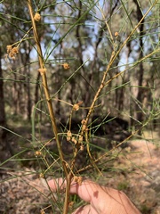 Acacia juncifolia