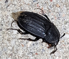 Silphinae