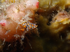 Thecacera pennigera