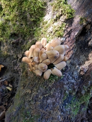Coprinopsis romagnesiana