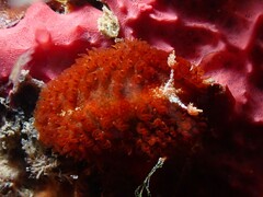 Madrella ferruginosa