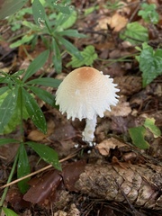Lepiota clypeolaria
