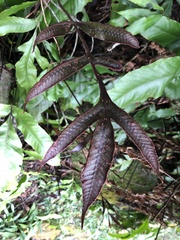 Tectaria harlandii