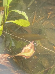 Trichopodus trichopterus