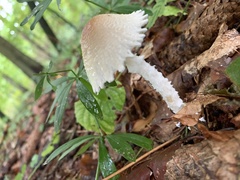 Lepiota clypeolaria
