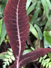 Tectaria harlandii