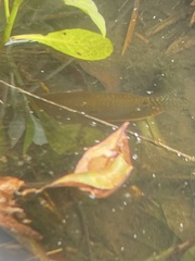 Trichopodus trichopterus