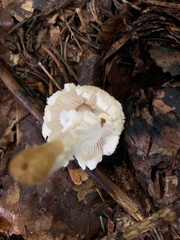 Lepiota clypeolaria