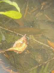 Trichopodus trichopterus