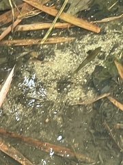 Trichopodus trichopterus