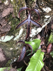 Tectaria harlandii