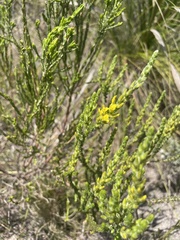 Aspalathus ericifolia